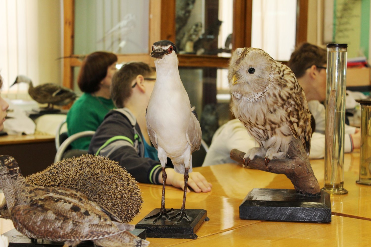 Воспитанники детских домов посетят зоологический музей ПсковГУ в рамках недели экологии...